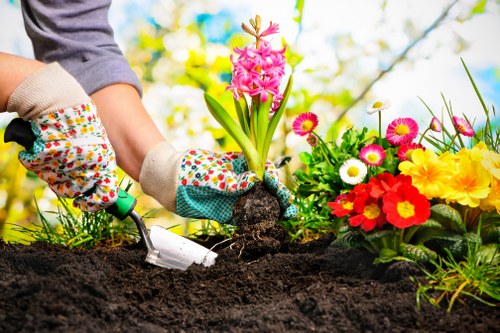 Benefits of regular tree maintenance and lopping