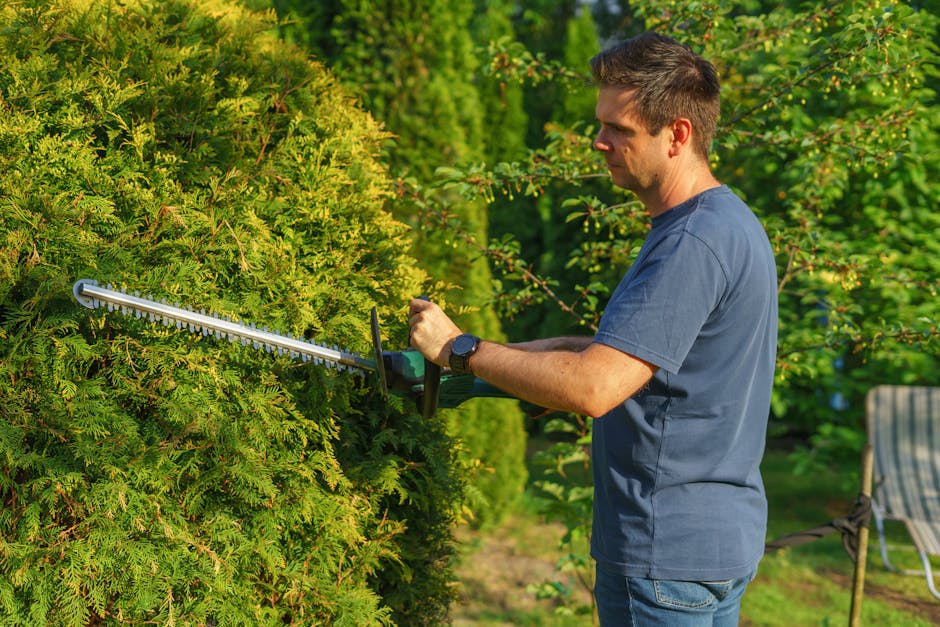 A male gardener using hedge trimmers to trim the dense, green foliage of a large hedge in a well-maintained garden. The hedge features lush, vibrant leaves with some new, reddish growth visible. The g